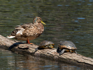 A Duck sharing space with his Turtle friends