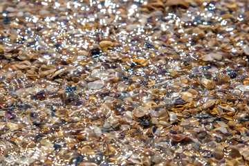 Seashells by the seaside