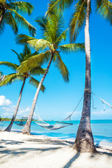 Hammock between high palm trees