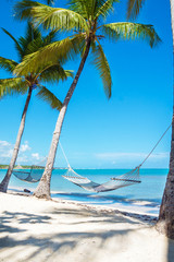 Hammock between high palm trees