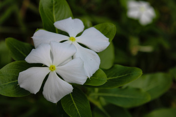 White Bloom