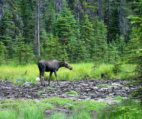 Wildlife in Peter Lougheed Provincial Park Campground
