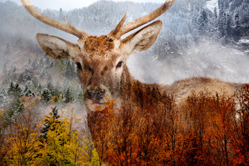 Fototapety  double exposure of a red noble deer and foggy forest