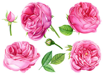 Set of Pink roses, buds and leaves on isolated white background, watercolor illustration, botanical painting, hand drawing, wedding set beautiful flowers.