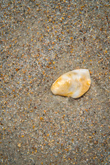 Seashells by the seaside