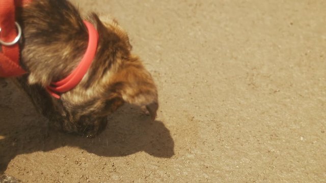 Dog playing with a little crab in sand