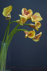 Still life bouquet of yellow-orange calla lilies in a glass vase on a dark background, selective focus