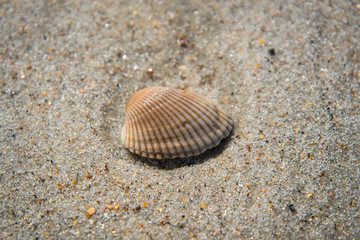 Seashells by the seaside