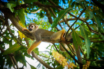 little playful monkeys