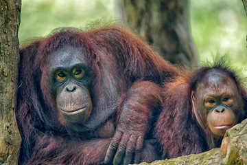 The orangutans (also spelled orang-utan, orangutang, or orang-utang) are three extant species of great apes native to Indonesia and Malaysia.