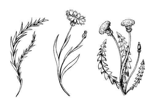 Vintage collection hand drawn vector illustration. Sketches of dandelion, rosemary, cornflower. Set of field plants and flowers. Monochrome graphics isolated on white. Botanical elements for design.