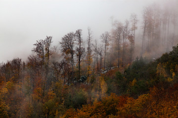 Fototapeta na wymiar foggy forest background in autumn