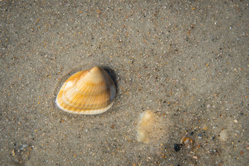 Seashells by the seaside