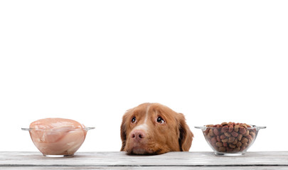 Natural feeding for dogs. Nova Scotia Duck Tolling Retrieverr chooses a meal. Raw food and dry food.