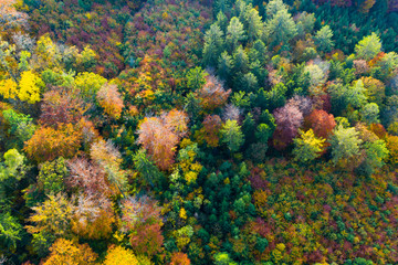 Impressive colorful autumn landscape of trees