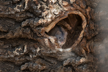 Forest mouse sits in a hollow tree. Mouse year