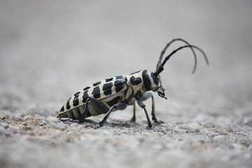 Click Beetle