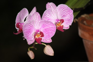 Fototapeta na wymiar Orchid Trio