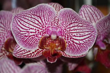 Fototapeta na wymiar Orchid closeup