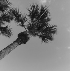 Palm Tree
