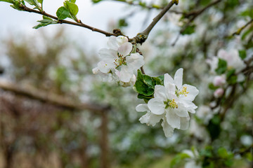 Bee pollinating a flowering tree. Early spring