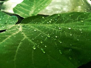green leaf with water drops