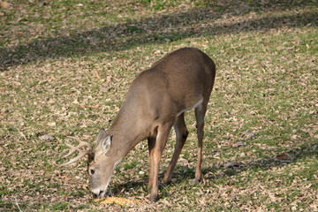 Buck