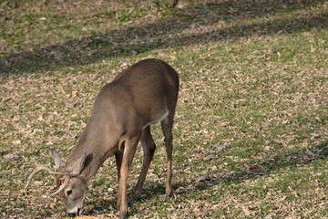 Buck