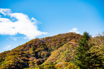 Fototapeta premium 秋