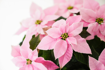 Fototapeta premium Pink Poinsettia