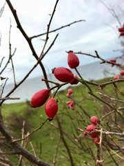 Rose Hips