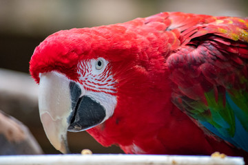 Intensity - Brightly colored parrot