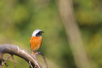 Fototapeta premium ジョウビタキ