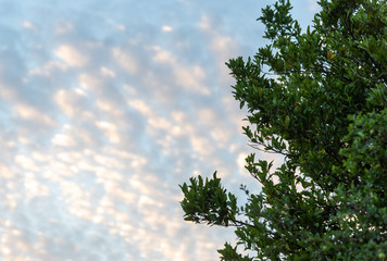 The blue sky amid clouds at dawn
