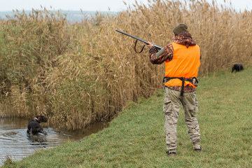 Fototapeta premium Hunting period, autumn season open. A hunter with a gun in his hands in hunting clothes in the autumn forest in search of a trophy. A man stands with weapons and hunting dogs tracking down the game.