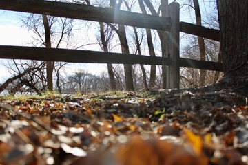 autumn in the park