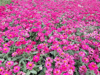 purple flowers in the garden