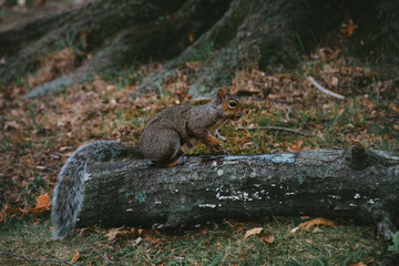 Squirrel in the park with a nut in his mouth, around the fallen leaves, 