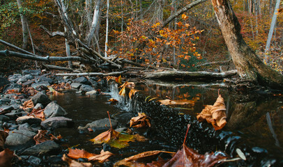 dried tree in water