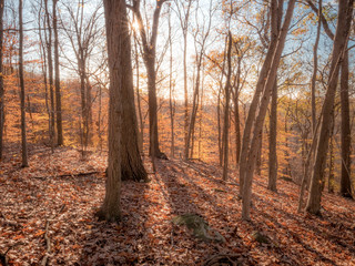 Fototapeta premium Autumn in the park. game of tree shadows. dry leaves on the ground