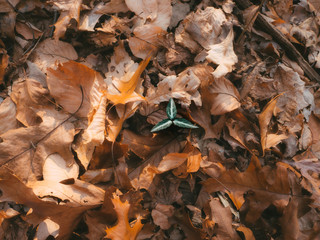 green plant among dry fallen leaves