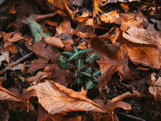 green plants among dry fallen leaves