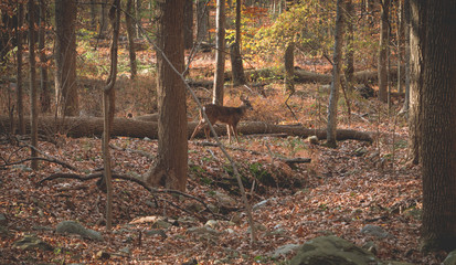 deer in the park in the middle of autumn. dry foliage around