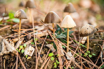 Coprin black ink, small mushrooms on a carpet of pine needles