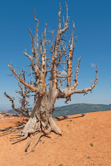 Jumbled Branches of a Bristelcone Pine Trunk