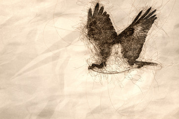 Sketch of a Lone Osprey Hunting on the Wing on a White Background