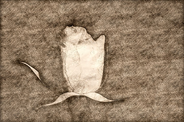 Sketch of a Delicate Rose and the Passing Strand of a Sunlight Web
