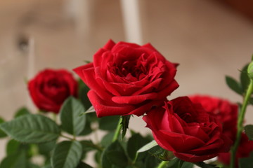 red rose on white background