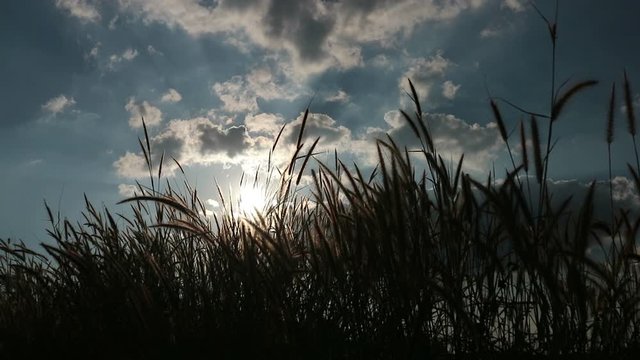 Video of flowers, grass swaying in the wind Grass flowers refer to flowers that use free love or free love instead of "I love you, but please don't bind me."