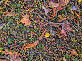 Carpet of acorns, leaves and twigs on the ground, back polan